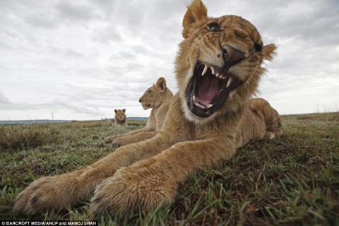 Picture 2 of Hide camera under elephant dung to steal lions