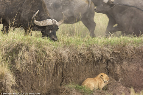 Picture 3 of Hide camera under elephant dung to steal lions
