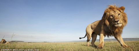 Picture 4 of Hide camera under elephant dung to steal lions