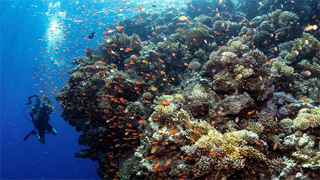 Picture 1 of High water temperatures are one of the factors that damage coral reefs