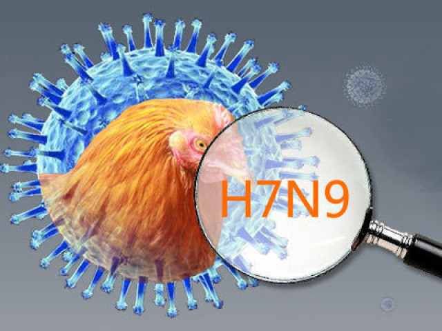 Picture 1 of Highly virulent H7N9 influenza virus has the potential to cause a pandemic
