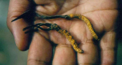 Picture 1 of Himalayan Cordyceps endangered