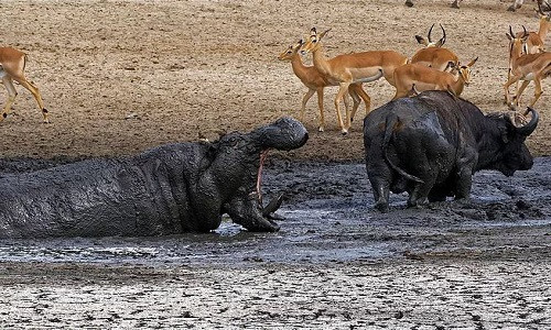 Picture 1 of Hippopotamus attacked wild buffalo to monopolize the puddle