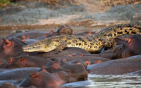 Picture 1 of Hippopotamus minus the crocodile