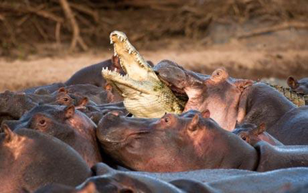 Picture 2 of Hippopotamus minus the crocodile
