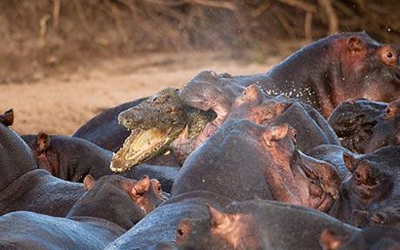 Picture 3 of Hippopotamus minus the crocodile