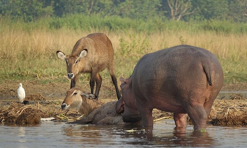 Picture 1 of Hippopotamus rescues the antelope almost to be drowned by crocodile