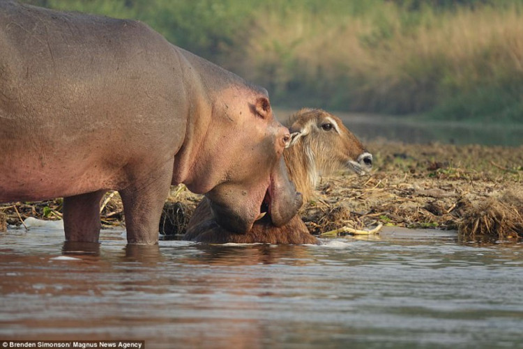 Picture 2 of Hippopotamus rescues the antelope almost to be drowned by crocodile