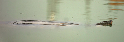 Picture 1 of Historical floating turtles are just random