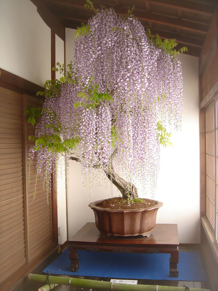 Picture 12 of History, meaning, the false bon and the collection of 30 beautiful carbon trees