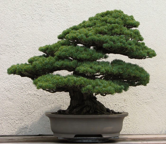 Picture 2 of History, meaning, the false bon and the collection of 30 beautiful carbon trees