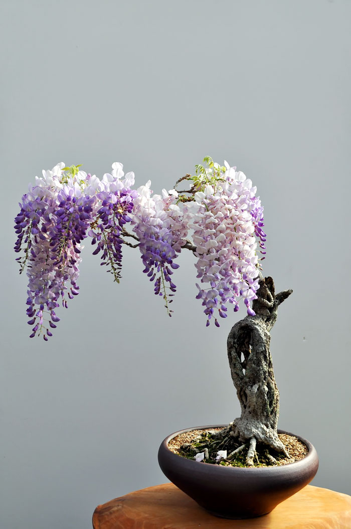 Picture 20 of History, meaning, the false bon and the collection of 30 beautiful carbon trees