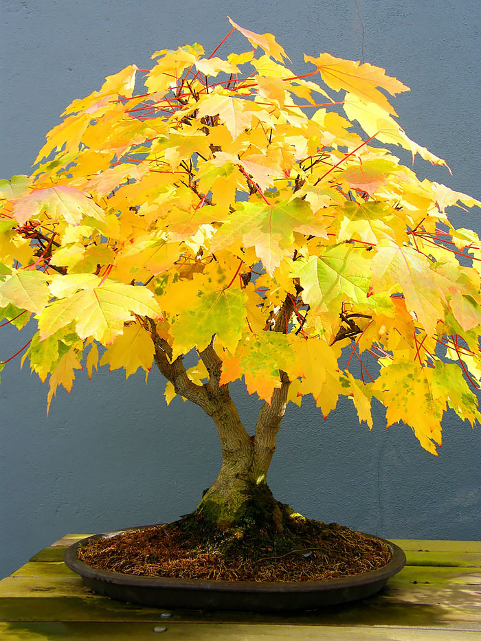Picture 28 of History, meaning, the false bon and the collection of 30 beautiful carbon trees