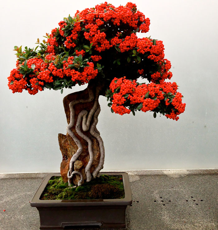 Picture 29 of History, meaning, the false bon and the collection of 30 beautiful carbon trees