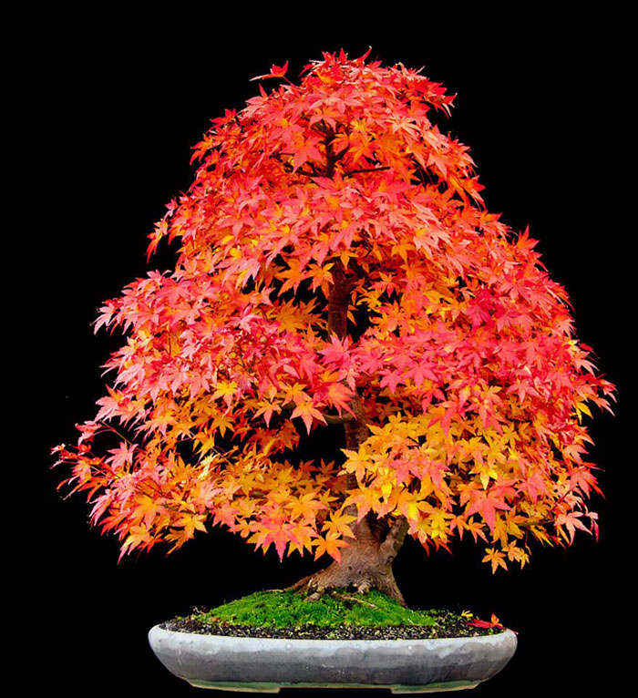 Picture 30 of History, meaning, the false bon and the collection of 30 beautiful carbon trees