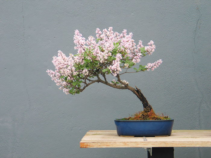 Picture 32 of History, meaning, the false bon and the collection of 30 beautiful carbon trees