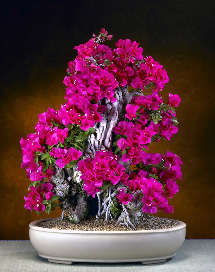 Picture 39 of History, meaning, the false bon and the collection of 30 beautiful carbon trees