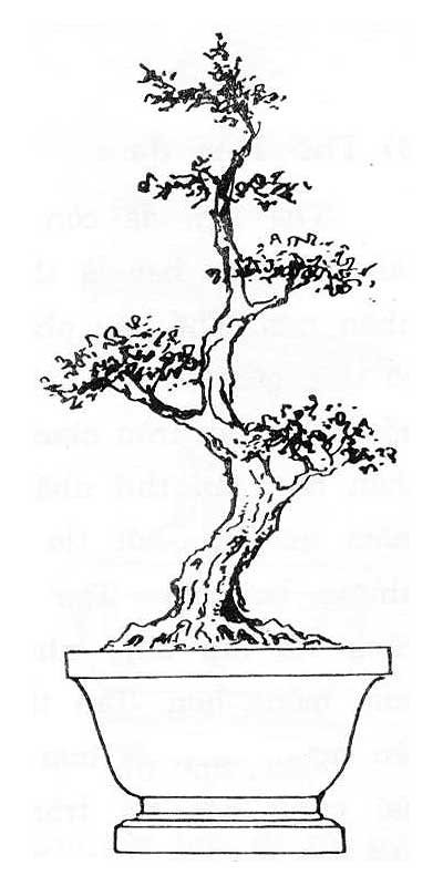 Picture 9 of History, meaning, the false bon and the collection of 30 beautiful carbon trees