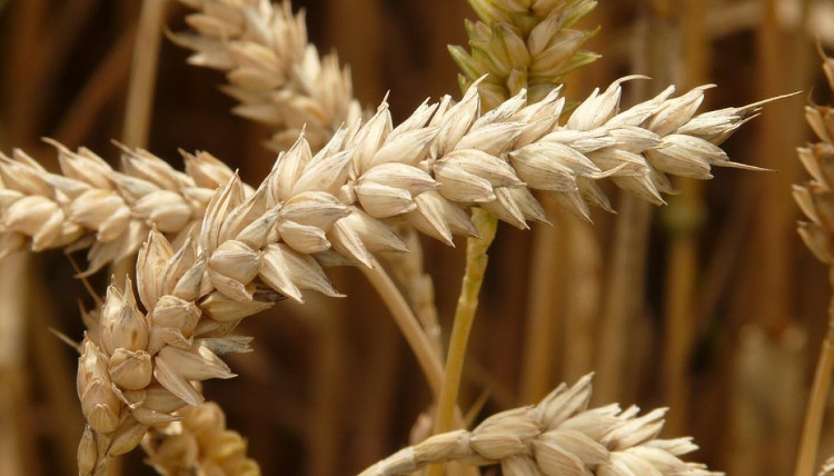 Picture 2 of History of ancient rice seeds can be rewritten by discovery in the Alps