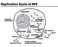 Picture 1 of HIV / AIDS vaccine: A hopeless search!