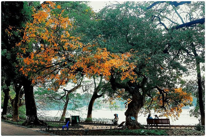 Picture 10 of Ho Guom lake is beautiful and charming with the season of sesame and leaves