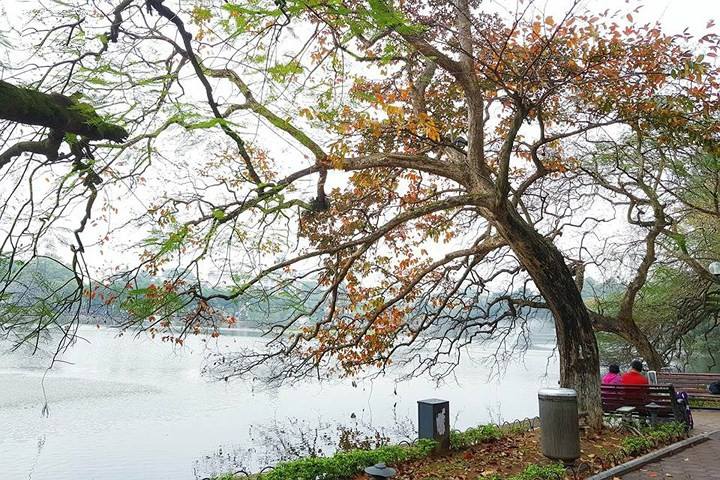 Picture 8 of Ho Guom lake is beautiful and charming with the season of sesame and leaves