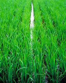Picture 1 of Hoa Binh farmers restored 24 rice varieties