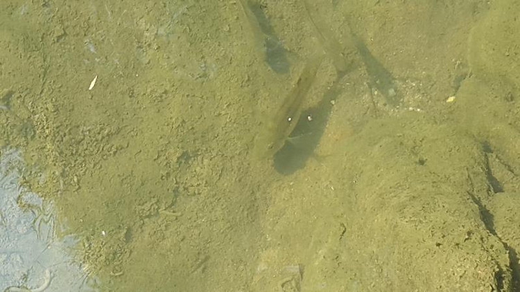'Hoan Kiem turtle' appears in Yen Lap lake, Quang Ninh images 5