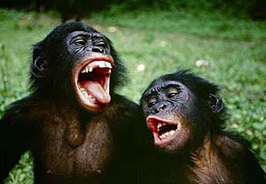 Picture 1 of Homosexuality in the animal world