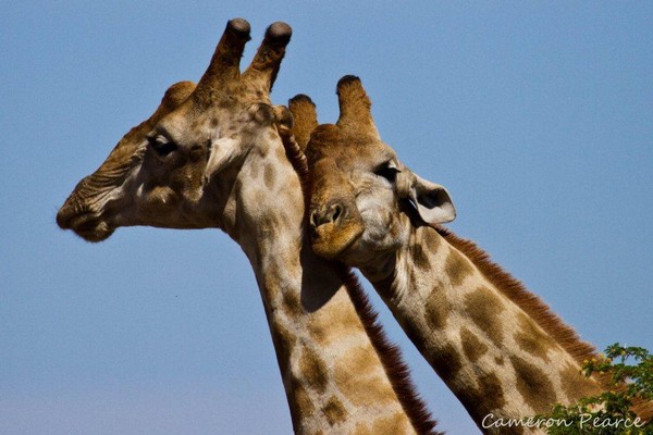 Picture 2 of Homosexuality in the animal world