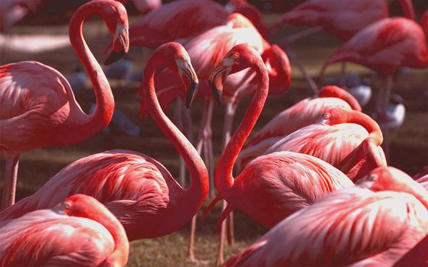 Picture 3 of Homosexuality in the animal world