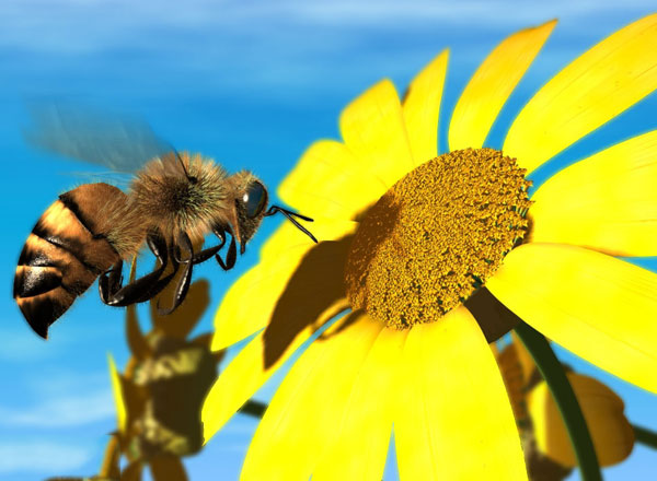 Picture 1 of Honey bees can enjoy pictures