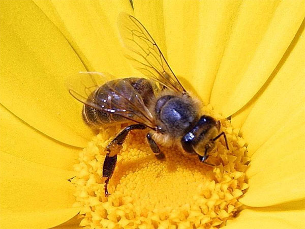Picture 1 of Honey bees originated in Asia