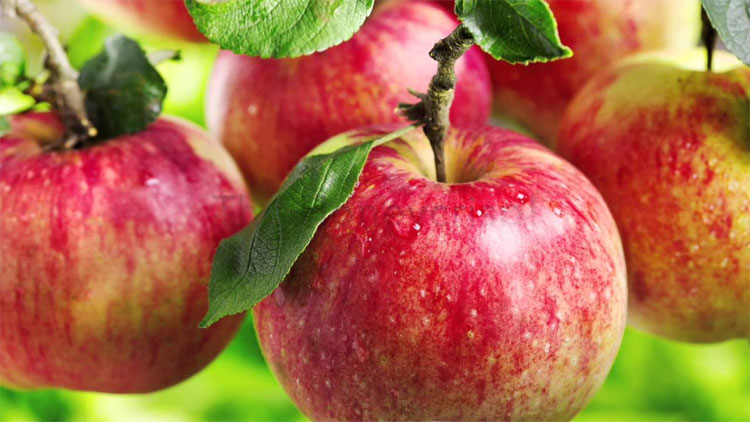 Picture 4 of Honeycrisp - One of the most delicious apples in the world