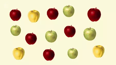 Picture 6 of Honeycrisp - One of the most delicious apples in the world