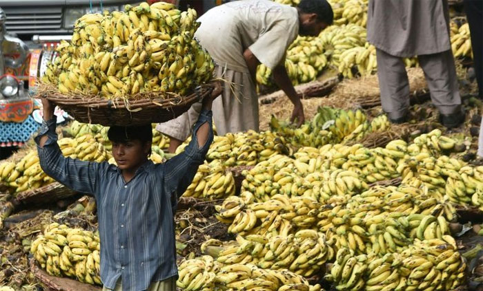 Picture 1 of Hope for skin cancer patients from bananas