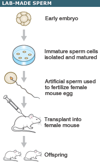 Picture 2 of Hope to cure infertility from artificial sperm