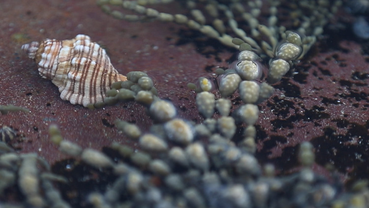 Picture 1 of Hope to find cancer medicine from the sea slug