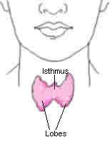 Picture 1 of Hormones make your body happy