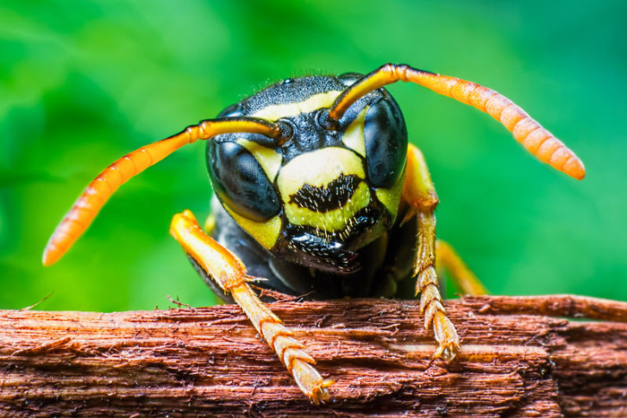 Picture 1 of Hornet bee venom can kill cancer cells