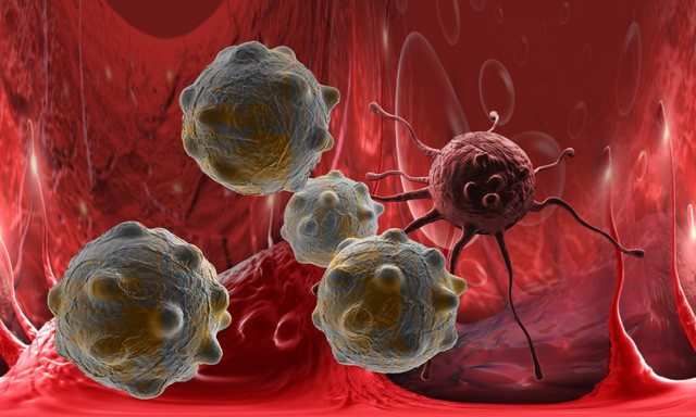 Picture 3 of Hornet bee venom can kill cancer cells