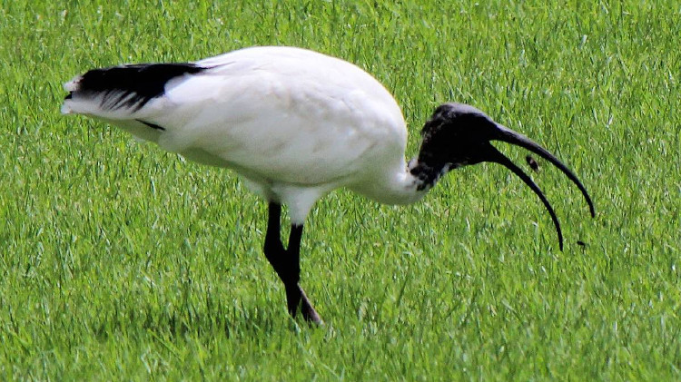 Picture 1 of Hornets were killed with spiders, storks stabbed both