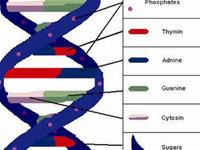 Picture 3 of 'Horoscopes' DNA is coming soon