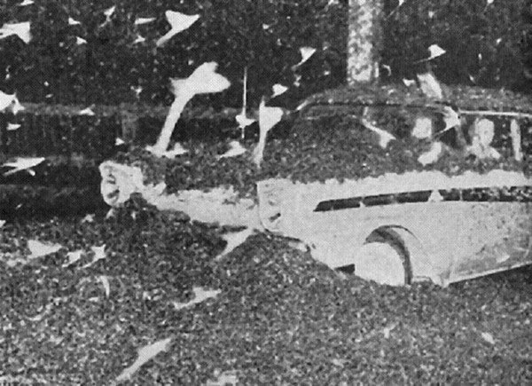 Picture 6 of Horror invasions of insects