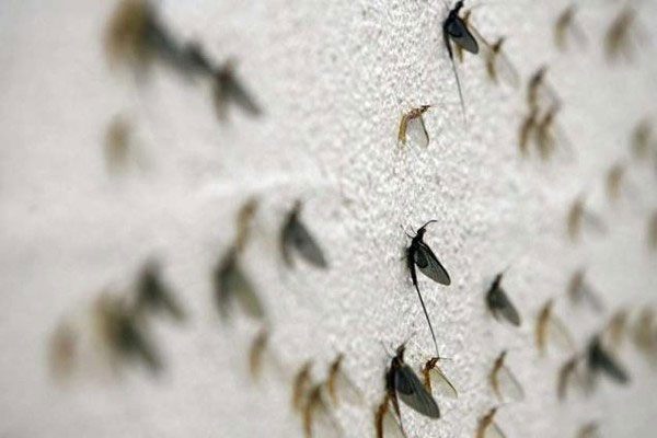 Picture 7 of Horror invasions of insects
