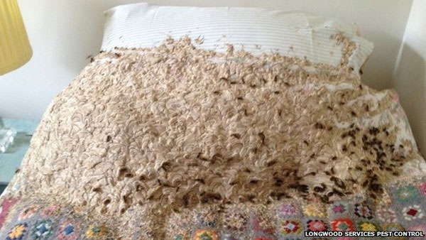 Picture 9 of Horror invasions of insects
