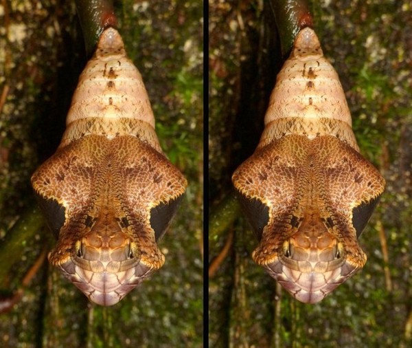 Picture 1 of Horror of caterpillars knows 'makeup' into snakes