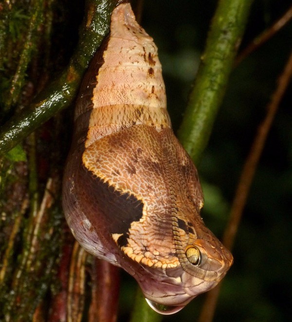 Picture 2 of Horror of caterpillars knows 'makeup' into snakes