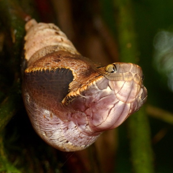 Picture 3 of Horror of caterpillars knows 'makeup' into snakes