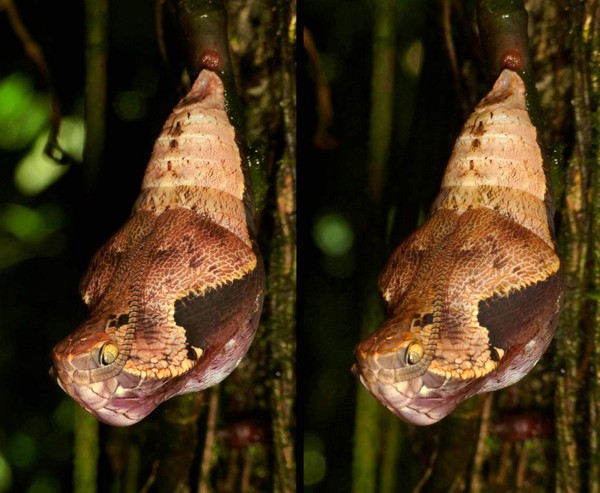 Picture 4 of Horror of caterpillars knows 'makeup' into snakes